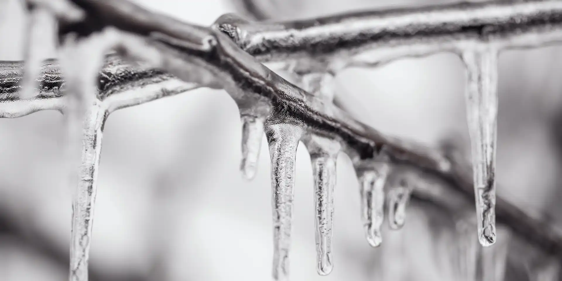 Rain freezing on a branch